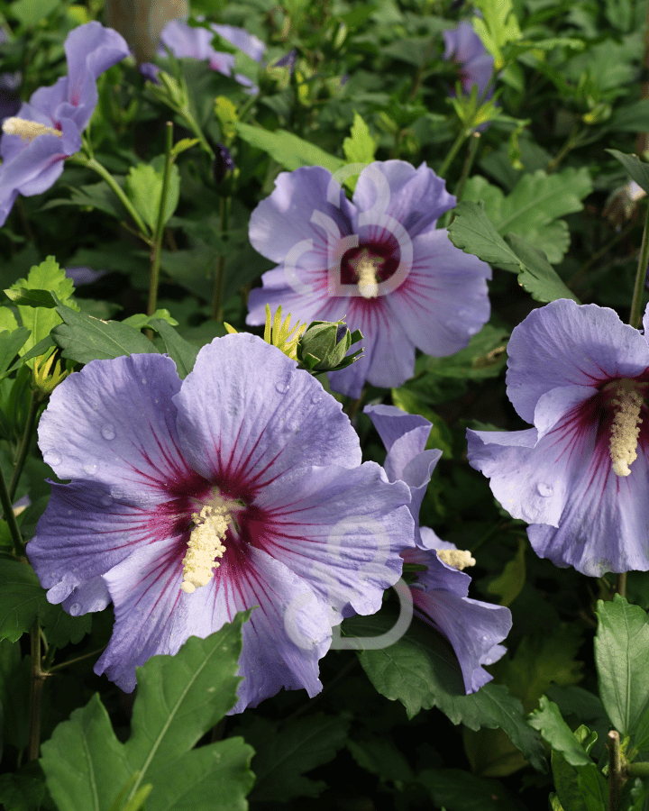 Hibiscus syr. 'Oiseau Bleu' | Chinese roos | Althaestruik | Heester