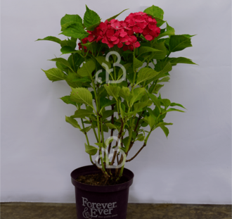 Hydrangea macr. Forever & Ever | Hortensia  | Heester