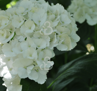 Hydrangea macr. 'Mme E. Mouillere' | Hortensia | Heester