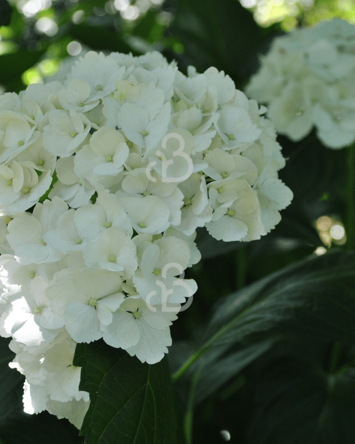 Hydrangea macr. 'Mme E. Mouillere' | Hortensia | Heester