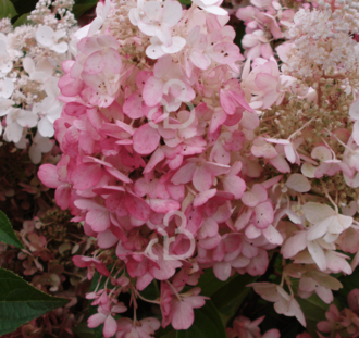 Hydrangea pan. 'Pinky Winky' | Pluimhortensia  | Heester
