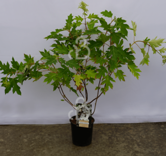 Hydrangea querc. 'Ice Crystal' | Eikenbladhortensia | Heester