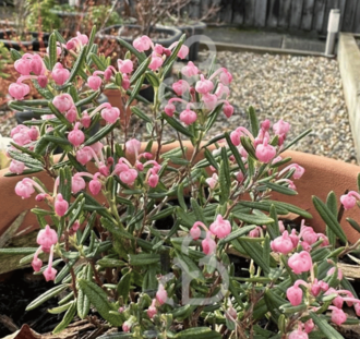 Andromeda polifolia 'Compacta' | Lavendelhei | Heester