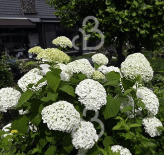 Hydrangea arb. 'Incrediball Strong' | Hortensia  | Heester