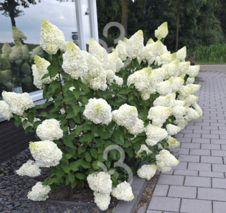 Hydrangea pan. 'Grandiflora' | Hortensia  | Heester