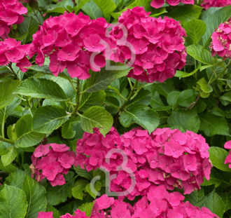 Hydrangea macr. 'Masja' | Hortensia  | Heester