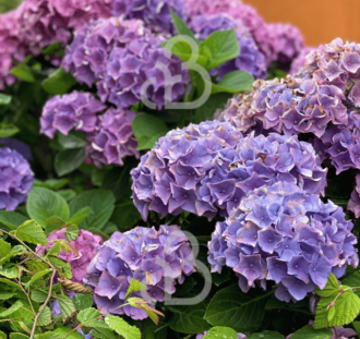 Hydrangea macr. 'Bodensee' | Hortensia  | Heester