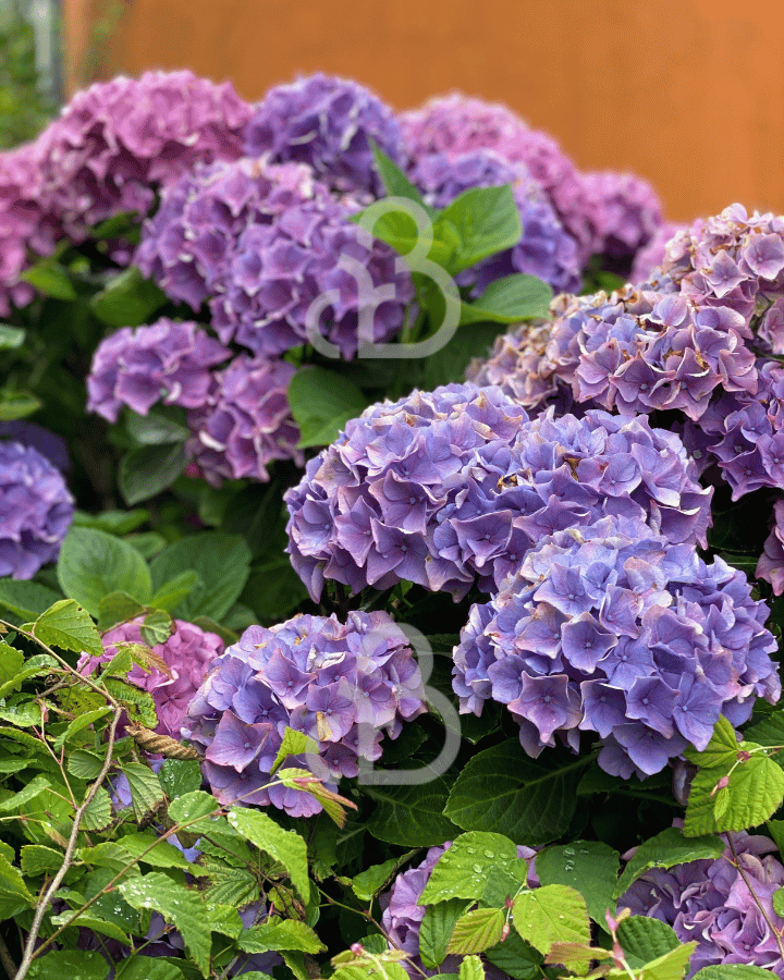 Hydrangea macr. 'Bodensee' | Hortensia  | Heester