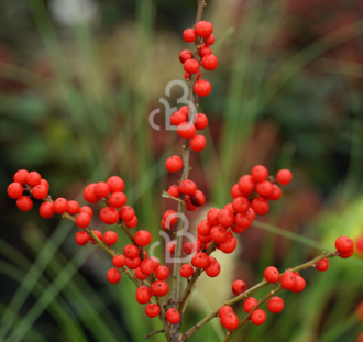 Ilex verticillata (vr) | Hulst | Winterbes | Heester