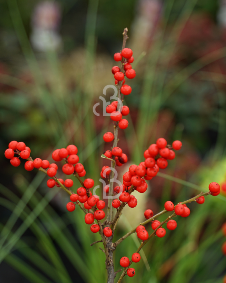 Ilex verticillata (vr) | Hulst | Winterbes | Heester