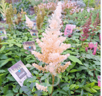 Astilbe (A) 'Weisse Gloria' | Spirea | Vaste plant