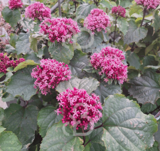 Clerodendrum b. 'Pink Diamond' | Kansenboom | Pindakaasstruik | Heester