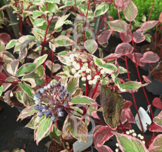Cornus alba 'Sibirica Variegata' | Kornoelje | Heester