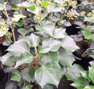 Hedera helix 'Arborescens' | Klimop