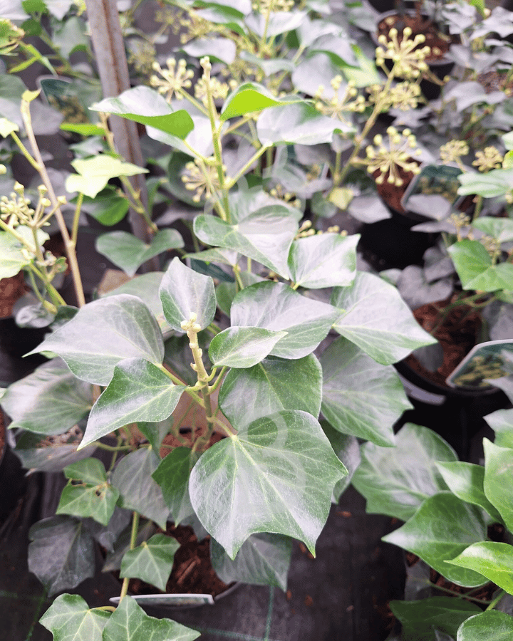 Hedera helix 'Arborescens' | Klimop