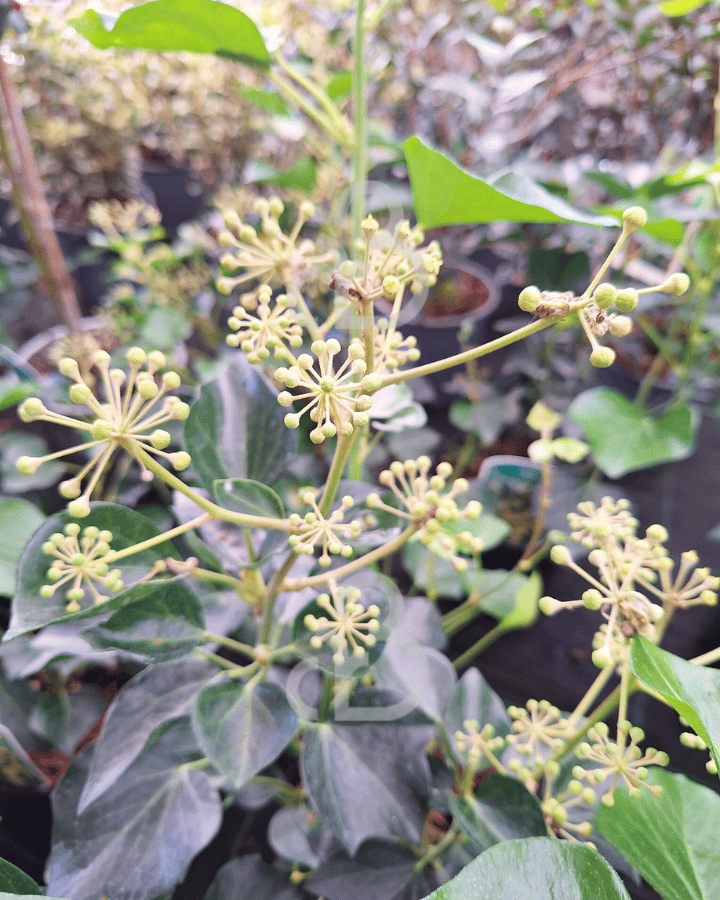 Hedera helix 'Arborescens' | Klimop