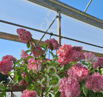 Hydrangea pan. 'Vanille Fraise' | Pluimhortensia  | Heester