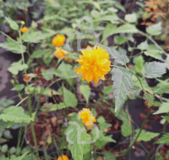 Hypericum miracle 'Night' | Hertshooi | Heester