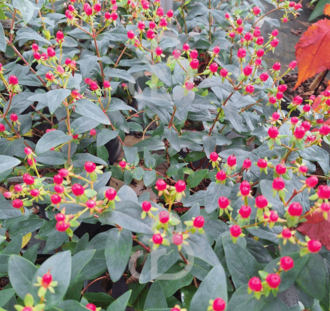 Hypericum 'Red Berry' | Hertshooi | Heester