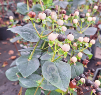Hypericum 'White Berry' | Hertshooi | Heester