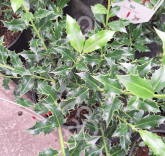 Ilex aq. 'Alaska'| Beshulst | Heester