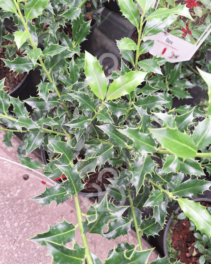 Ilex aq. 'Alaska'| Beshulst | Heester