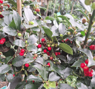 Ilex meserveae 'Blue Maid' | Hulst | Heester