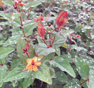 Kerria japonica 'Pleniflora' | Ranonkelstruik | Heester