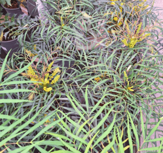 Mahonia eur. 'Soft Caress' | mahoniestruik | Heester