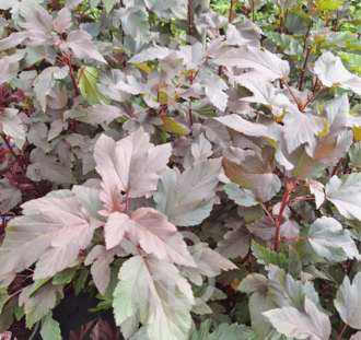 Physocarpus opulif. 'Diabolo' | Blaasspirea  | Heester