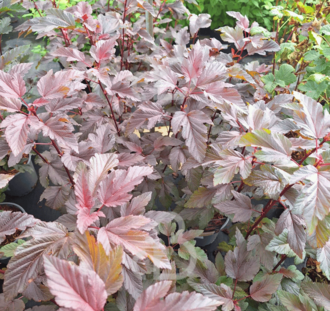 Physocarpus opulif. ' Lady in Red ' | Blaasspirea | Heester