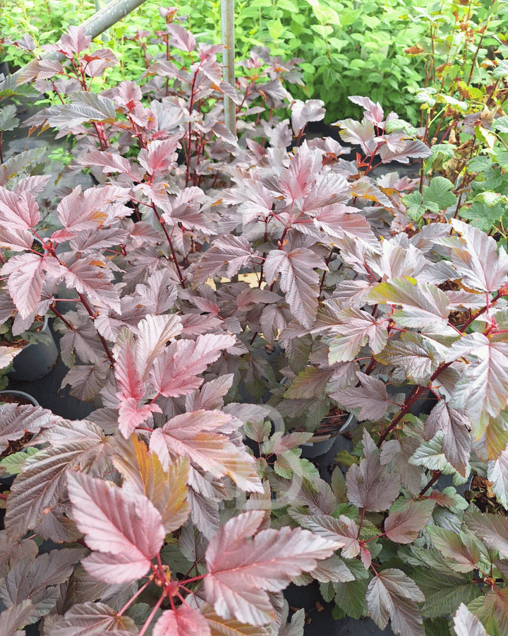 Physocarpus opulif. ' Lady in Red ' | Blaasspirea | Heester