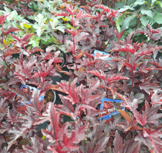 Physocarpus opulifolius 'Little Angel' | Blaasspirea | Heester