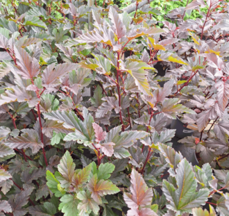 Physocarpus opulif. 'Red Baron' | Sneeuwbalspirea | Heester