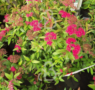 Spirea bumalda 'Anthony Waterer' | Spierstruik | Heester
