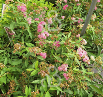 Spirea japonica 'Genpei Shirobana' | Spierstruik | Heester