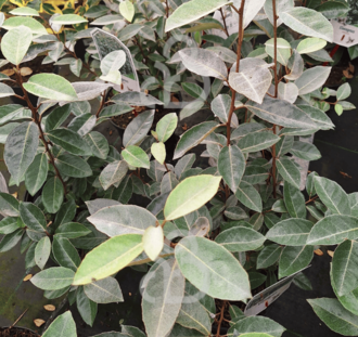 Elaeagnus ebbingei | Olijfwilg | Heester