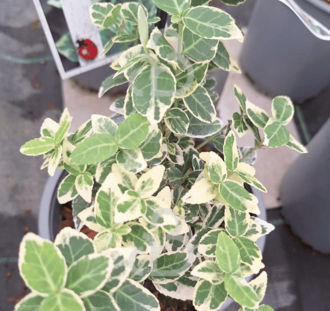 Euonymus fort. 'Emerald Gaiety' | Kardinaalsmuts  | Heester