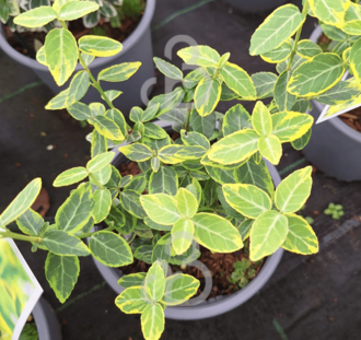 Euonymus fort. 'Emerald 'n Gold' | Kardinaalsmuts  | Heester