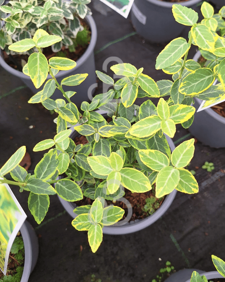 Euonymus fort. 'Emerald 'n Gold' | Kardinaalsmuts  | Heester
