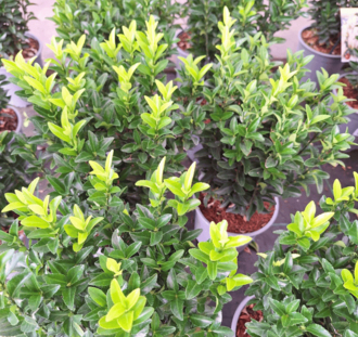 Euonymus jap. ' Green Spire' | Kardinaalsmuts | Heester