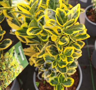 Euonymus jap. 'Marieke' | Japanse kardinaalsmuts  | Heester