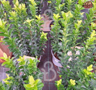 Euonymus jap. 'Paloma Blanca' | Japanse kardinaalsmuts  | Heester