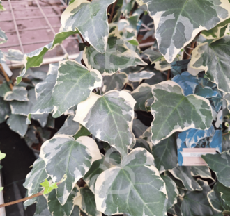 Hedera alg. 'Gloire de Marengo' | Klimop | Klimplanten