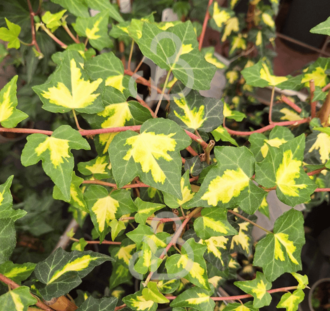 Hedera hel. 'Goldheart' | Klimop  | Klimplanten