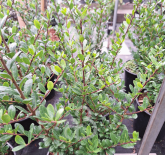 Ilex crenata 'Caroline Upright' | Hulst | Haagplanten