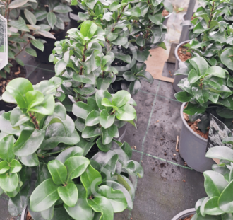 Ligustrum japonicum 'Rotundifolium' | Japanse liguster | Heester