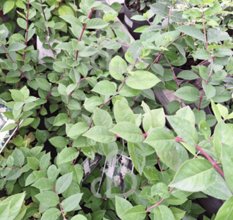 Lonicera fragrantissima | Winterkamperfoelie | Heester