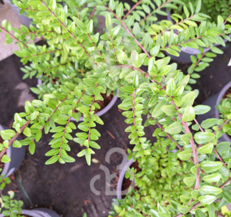 Lonicera nit. 'Elegant' | Buxuskamperfoelie | Heester