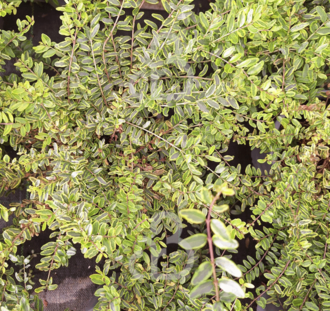 Lonicera nit. 'Lemon Beauty' | Struik kamperfoelie | Heester